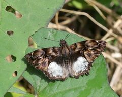 Noctuana noctua