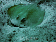 Trygonoptera testacea