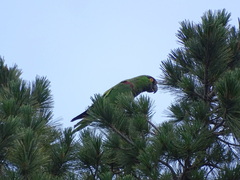 Rhynchopsitta terrisi