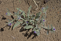 Anchusa aggregata