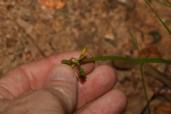 Tricoryne anceps
