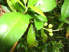 Croton verreauxii