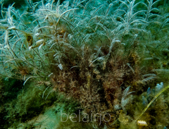 Macrorhynchia philippina