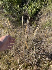 Aristida spiciformis