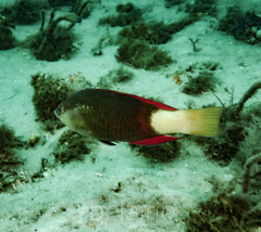 Notolabrus gymnogenis