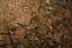 Tricoryne anceps