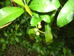 Croton verreauxii