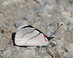 Perisama bomplandii parabomplandii