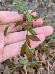 Vaccinium elliottii