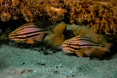 Ostorhinchus limenus