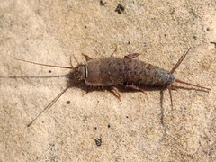 Ctenolepisma ciliatum