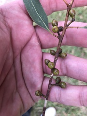 Eucalyptus viminalis viminalis