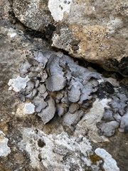 Dermatocarpon miniatum