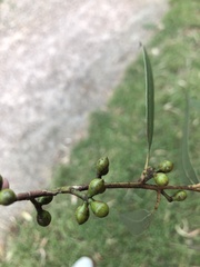 Eucalyptus viminalis viminalis
