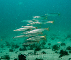 Dinolestes lewini