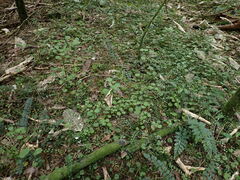 Scutellaria novae-zelandiae