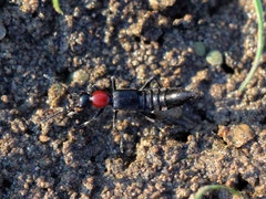 Paederidus ruficollis