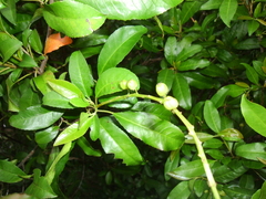 Croton verreauxii