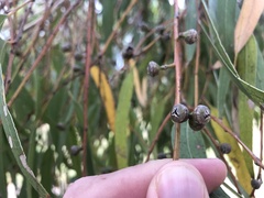 Eucalyptus viminalis viminalis