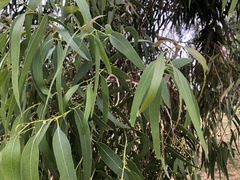 Eucalyptus viminalis viminalis