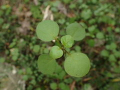 Scutellaria novae-zelandiae