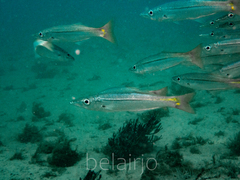 Dinolestes lewini