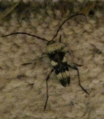 Megacyllene antennata