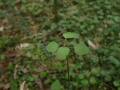 Scutellaria novae-zelandiae
