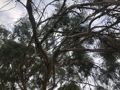 Eucalyptus viminalis viminalis
