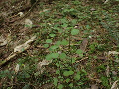 Scutellaria novae-zelandiae