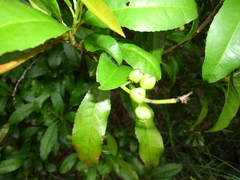 Croton verreauxii
