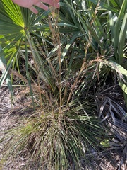 Andropogon floridanus