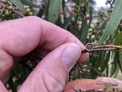 Eucalyptus viminalis viminalis
