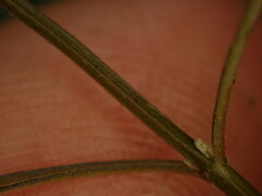 Scutellaria novae-zelandiae