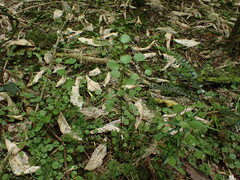 Scutellaria novae-zelandiae