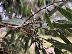 Eucalyptus viminalis viminalis