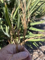 Andropogon floridanus