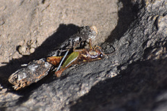 Phaedrotettix