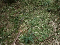 Scutellaria novae-zelandiae