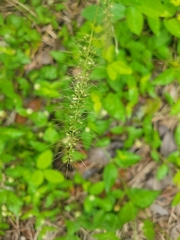 Setaria macrosperma