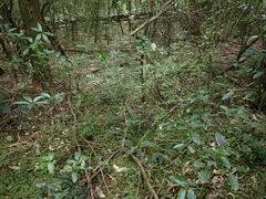 Scutellaria novae-zelandiae