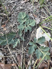 Polytaenia