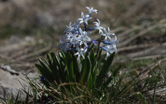 Hyacinthus orientalis orientalis