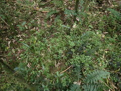 Scutellaria novae-zelandiae