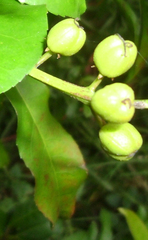 Croton verreauxii