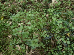Scutellaria novae-zelandiae