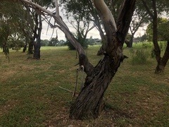 Eucalyptus viminalis viminalis