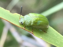 Calomela pallida