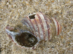 Neptunea decemcostata