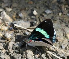 Perisama bomplandii parabomplandii